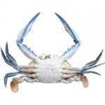 Crab Male