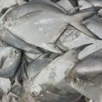 White Pomfret Medium