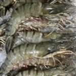 Tigers Prawns 10/20